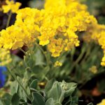 Alyssum saxatile Gold Ball
