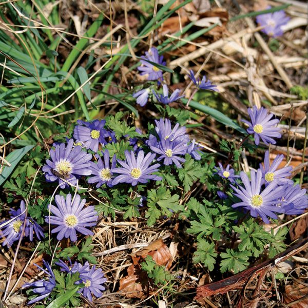 Anemone Blanda
