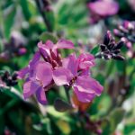 Arabis blepharophylla 'Spring Charm'