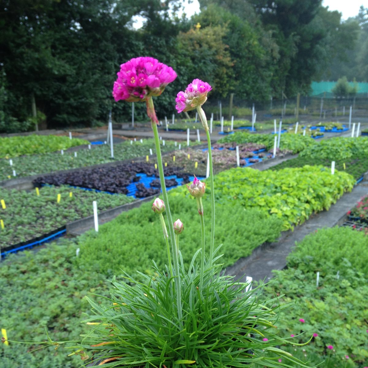 Armeria maritima 'Splendens' - Image 3