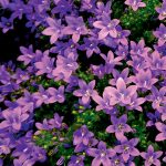 Campanula portenschlagiana