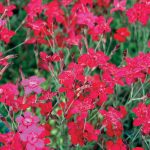 Dianthus delt.Leuchtfunk (Flashing Light)