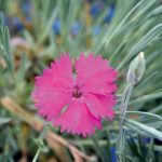 Dianthus Neon Star