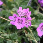 Erodium castellanum