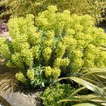 Euphorbia characias subsp. wulfenii