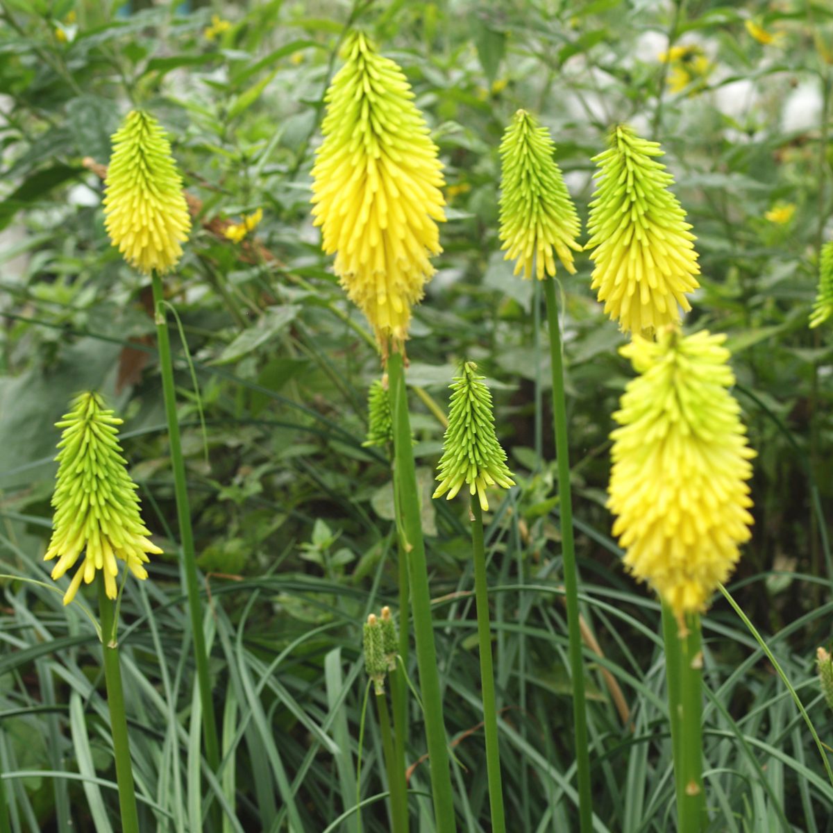 Kniphofia Bees Lemon - Image 2