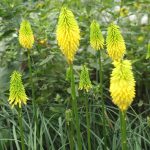 Kniphofia Bees Lemon - Image 2