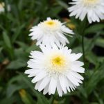 Leucanthemum m. W. Supreme - Image 2