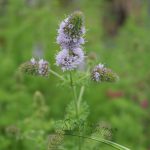 Mint Curley - Image 2