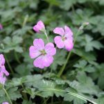 Geranium riv. Mavis Simpson