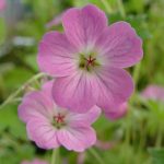 Geranium riv. Mavis Simpson - Image 2