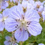 Geranium prat. Mrs Kendall Clark