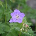 Geranium prat. Mrs Kendall Clark - Image 2