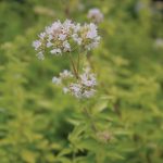 Oregano golden - Image 2