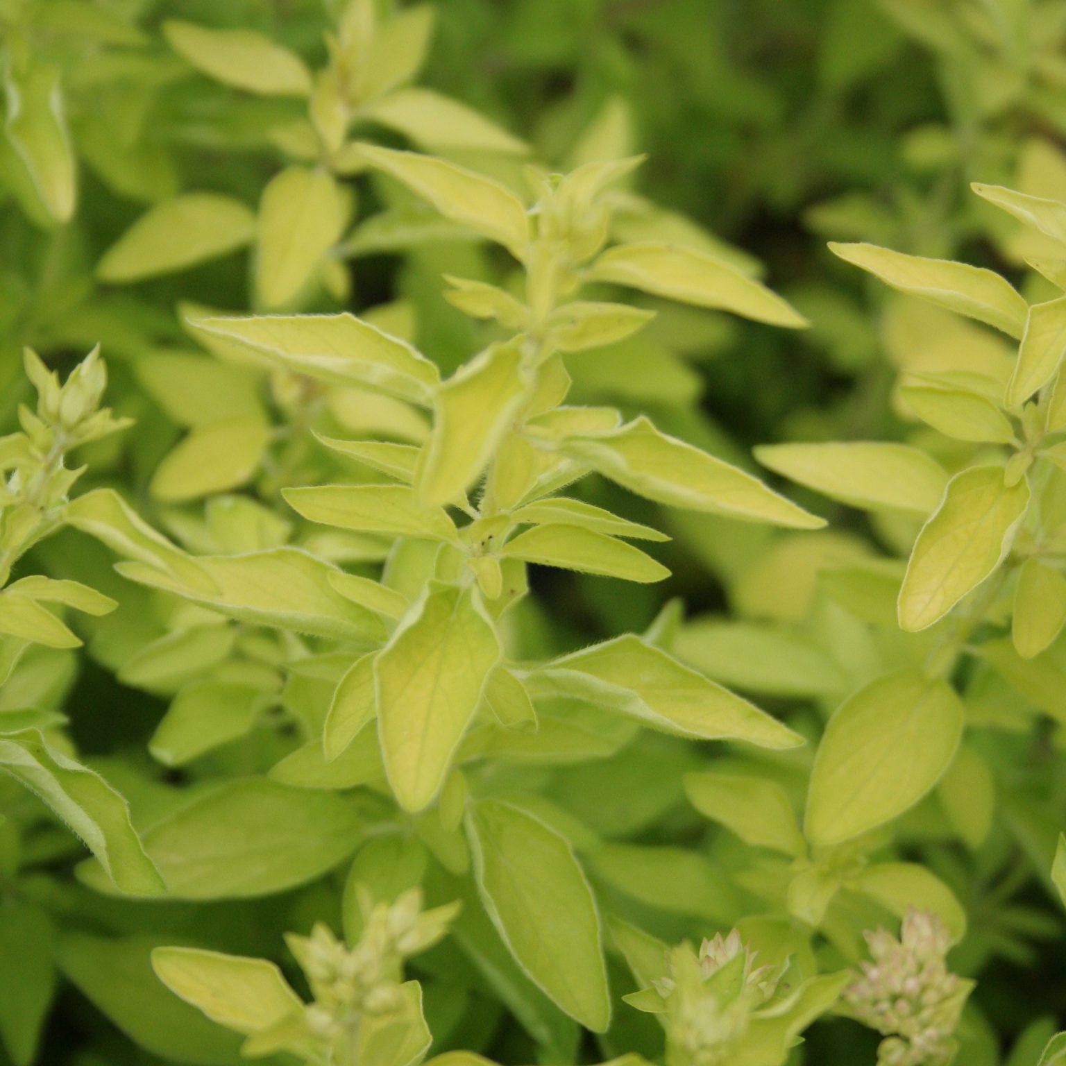 Oregano golden
