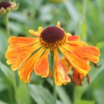 Helenium Waldtraut