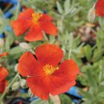 Helianthemum Henfield Brilliant