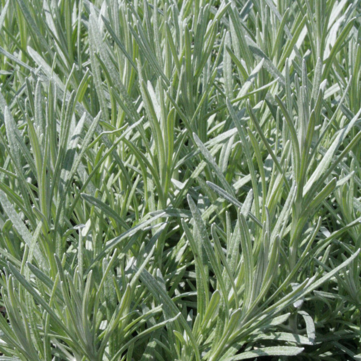 Helichrysum italicum - Image 1