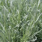 Helichrysum italicum