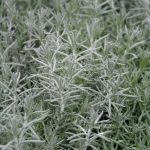 Helichrysum italicum - Image 2