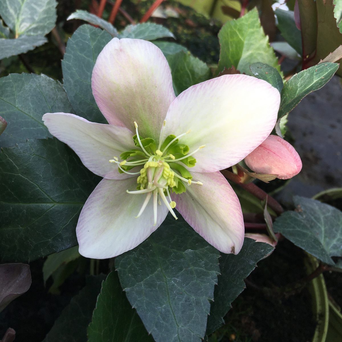 Helleborus Angel Glow - Image 2