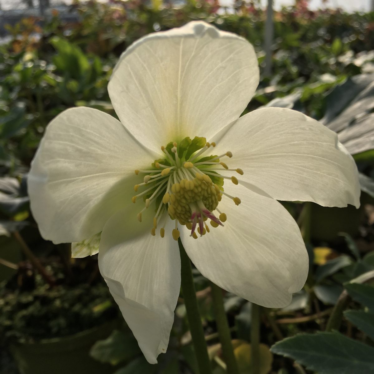 Helleborus niger Praecox - Image 2