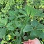 Helleborus niger Praecox