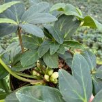 Helleborus niger Praecox - Image 3
