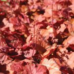 Heuchera Cherry Cola