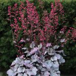 Heuchera Silver Gumdrop Â® - Image 2