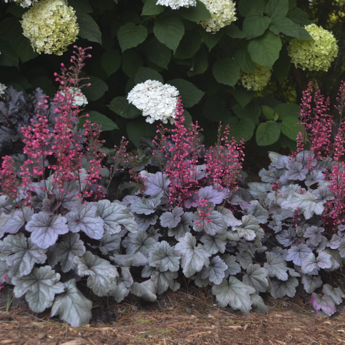 Heuchera Silver Gumdrop Â® - Image 3