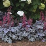 Heuchera Silver Gumdrop Â® - Image 3