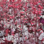 Heuchera Silver Gumdrop Â®