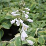 Hosta sieb. Frances Williams