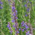 Hyssop - Image 2