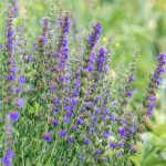 Hyssop