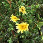 Lampranthus luteus