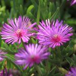 Lampranthus roseus