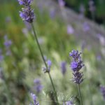 Lavandula Walbertons Silver Edge