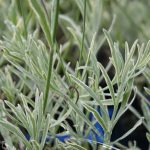 Lavandula Walbertons Silver Edge - Image 2