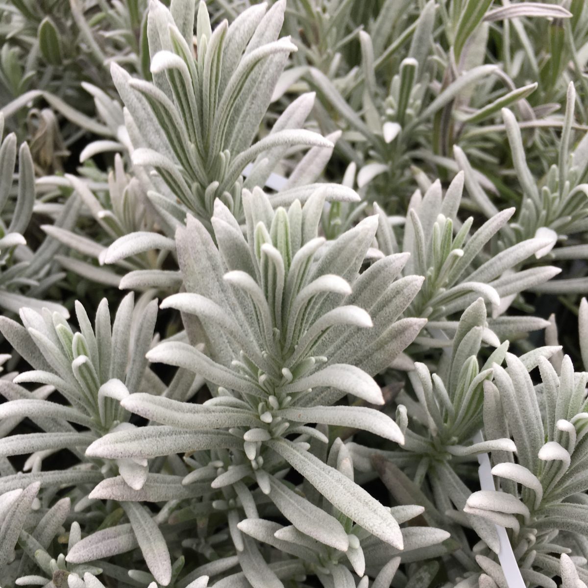 Lavandula 'Silver Mist' - Image 1