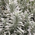 Lavandula 'Silver Mist'