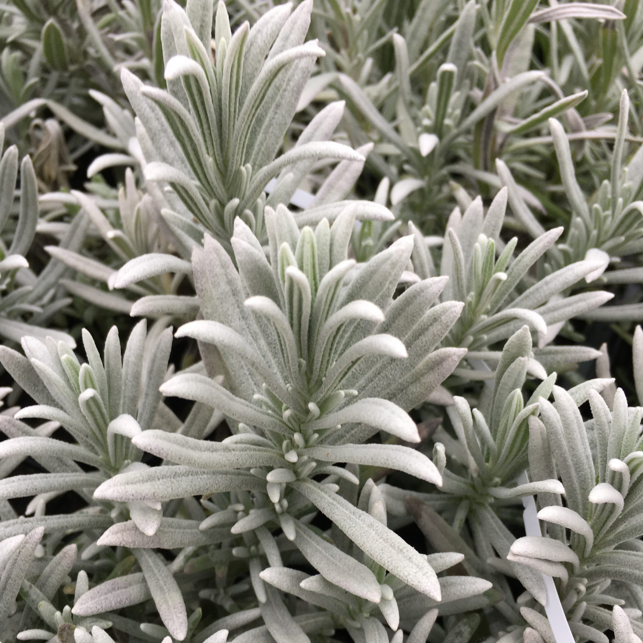 Lavandula 'Silver Mist'