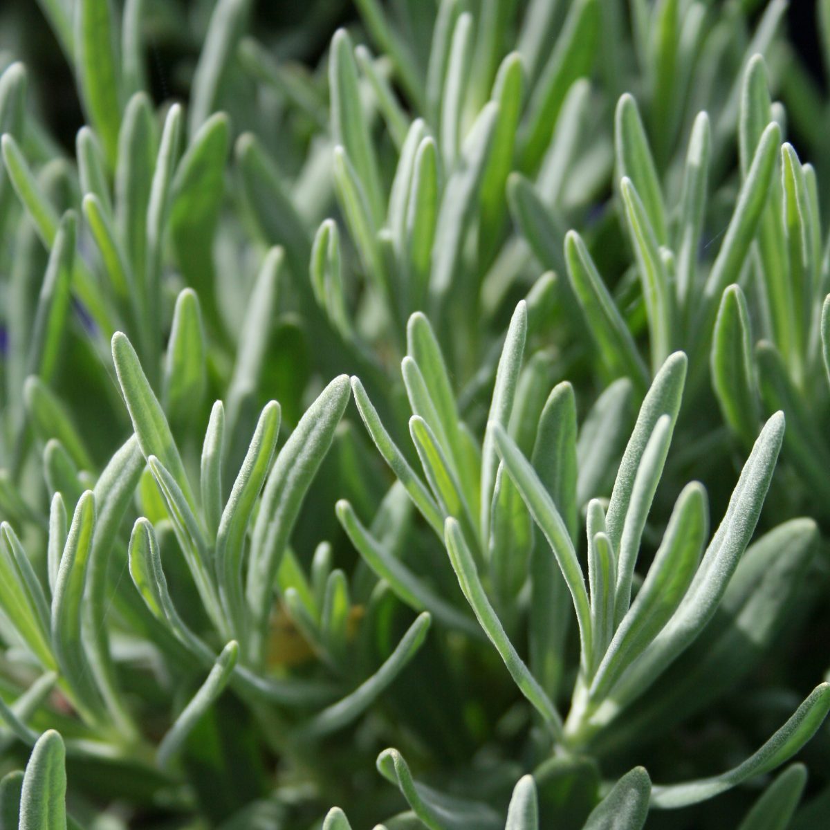 Lavandula x intermedia Grosso - Image 2