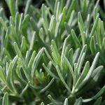 Lavandula x intermedia Grosso - Image 2