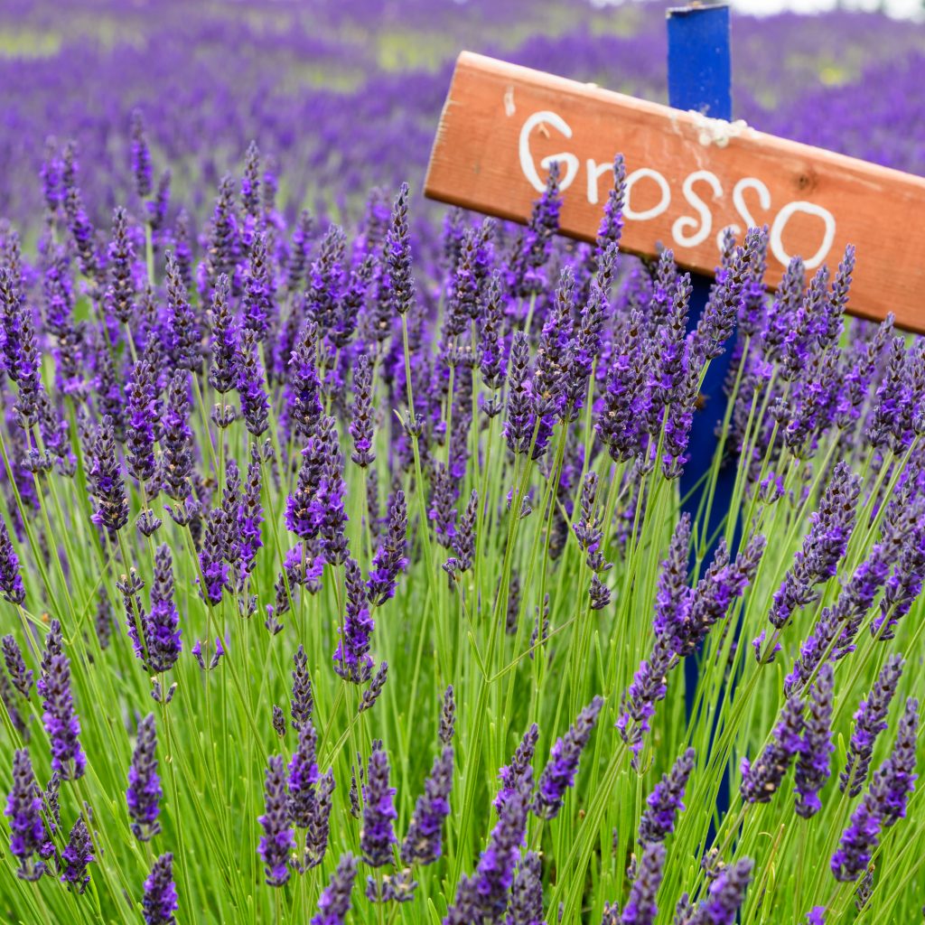 Lavandula x intermedia Grosso