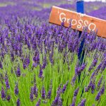 Lavandula x intermedia Grosso