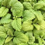 Lemon Balm