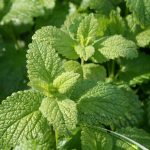 Lemon Balm - Image 2