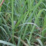 Lemon Grass - Image 3